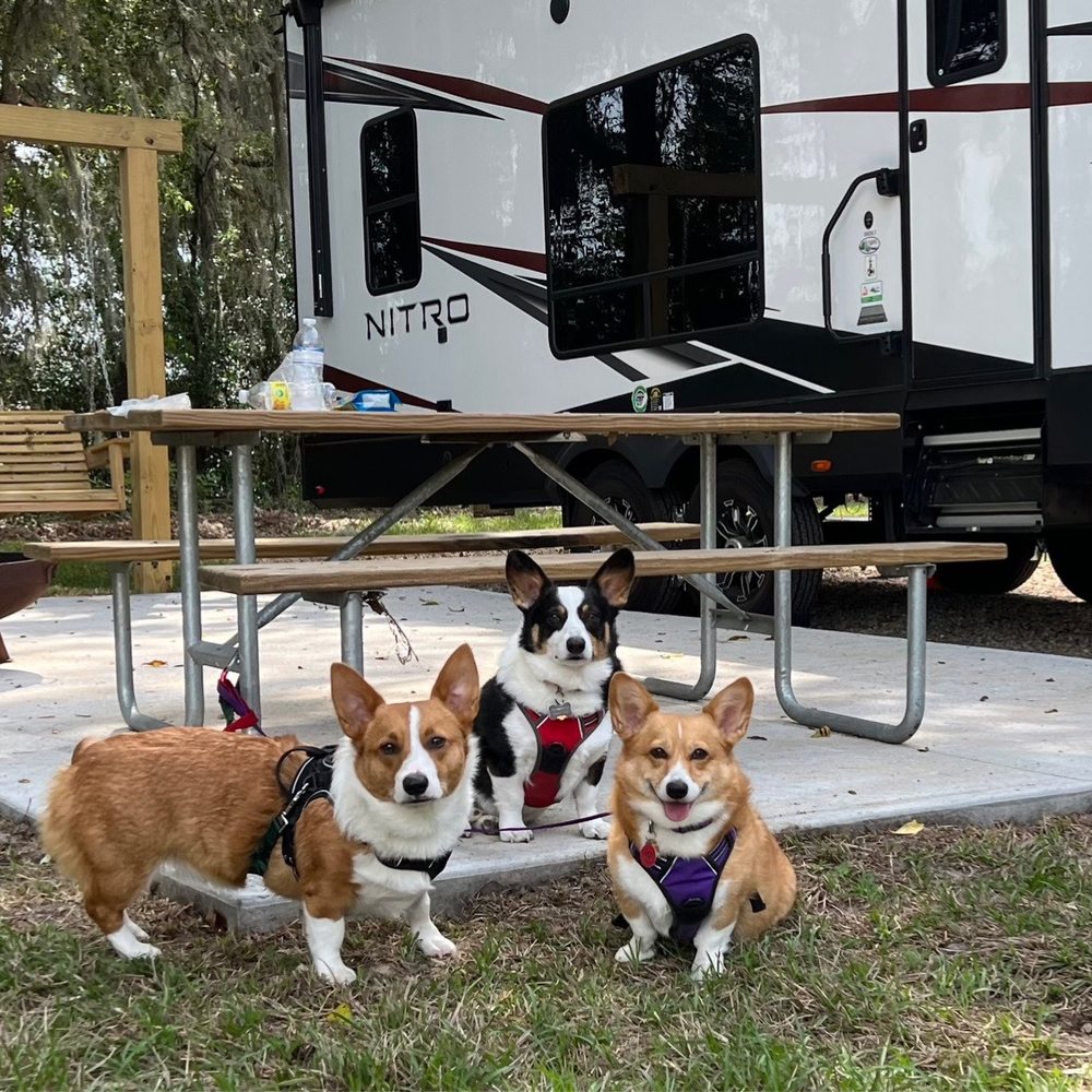 Great "A" sites. Back in to woods behind. Very dog friendly
