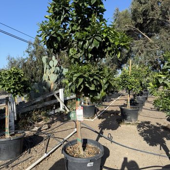 Moon Valley Nurseries - Bruce, the Moro blood Orange - Nurseries & Gardening Near Me - Malibu, California Moon Valley Nurseries - Bruce, the Moro blood Orange - Nurseries & Gardening Near Me - Malibu, California