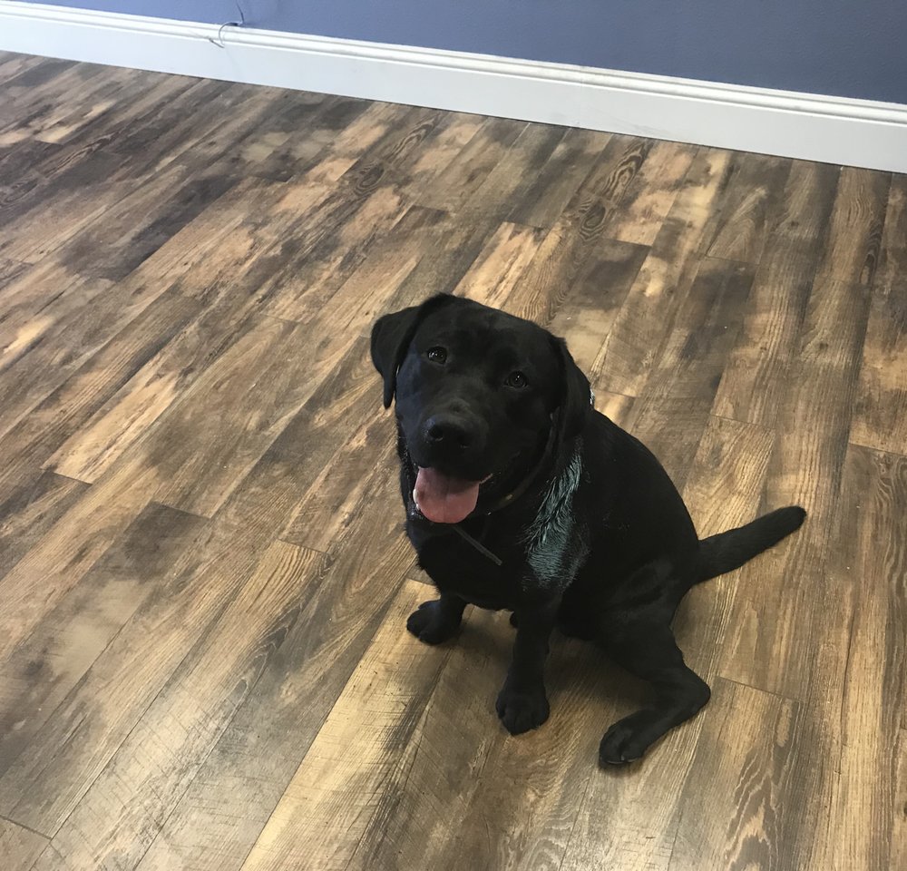 Slide of Blue Dog Roofing & Construction