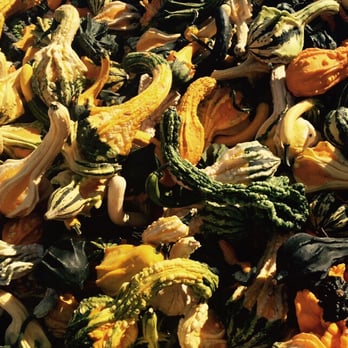 Shady Brook Farm - Gourds - Farmers Market Near Me - Yardley, Pennsylvania Shady Brook Farm - Gourds - Farmers Market Near Me - Yardley, Pennsylvania