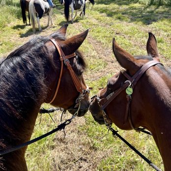 Blazing Trail Rides - Savannah and Romeo - Horseback Riding Near Me - Altamont, New York