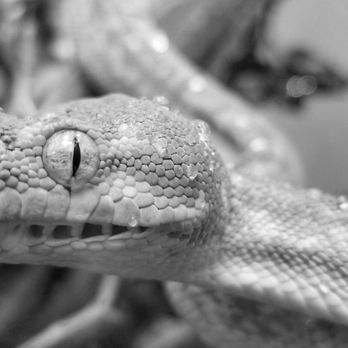 reptile stores nearby