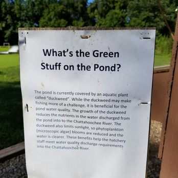 Buford Trout Hatchery - Duckweed explanation - Fishing Near Me - Cumming, Georgia