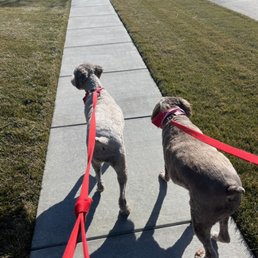 TEDDY AND BEAR ON A WALK TEDDY AND BEAR ON A WALK