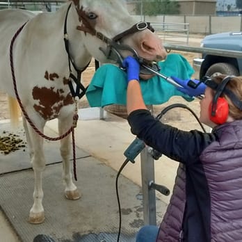 Heartland Equestrian Center Inc. - Dental appointment with the amazing vet - Horseback Riding Near Me - Lakeside, California