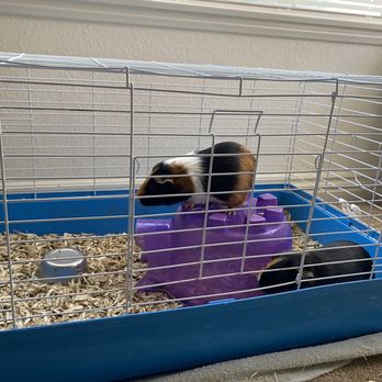 Poopy Scoopy - Guinea pigs - Pet Waste Removal Near Me