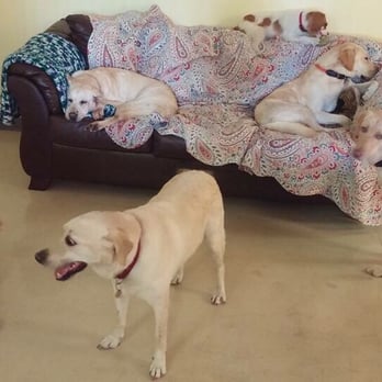 Puppy Manor - Cage free, all puppies just hang out - Pet Groomers Near Me - Tampa, Florida
