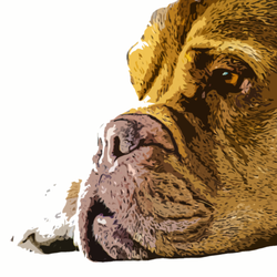 Pawcasso Creations