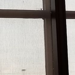 Hudsons Canada's Pub - Figure 1: Dragonfly on windowsill trapped between blinds and glass.