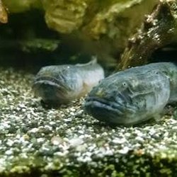 Aquarealm Aquarium & Pets - Dragon fish
