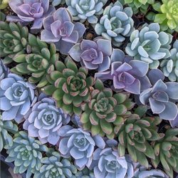 Barrels & Branches - 2" Succulents