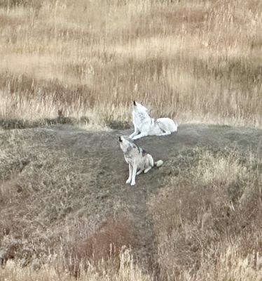 Howlers Inn B&B and Wolf Sanctuary, Bozeman MT Bed and Breakfast Lodging by null