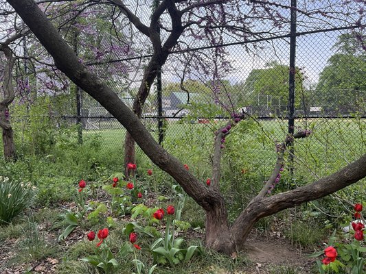 Herbert Von King Park by null