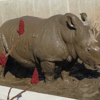 Seneca Park Zoo - Bill in the mud. - Zoos Near Me - Rochester, New York Seneca Park Zoo - Bill in the mud. - Zoos Near Me - Rochester, New York