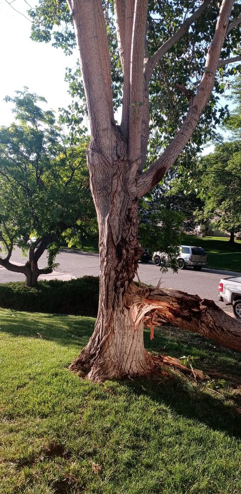 Bear Creek Tree Service - tree service in Englewood, CO