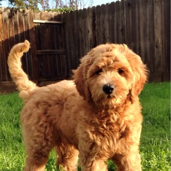 Friendly Acre Farm - Calvin (16 Weeks) - Pet Stores Near Me - Winton, California