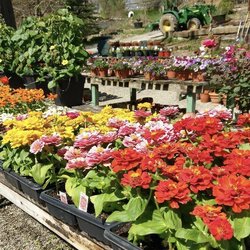 Shields Herb and Flower Farm