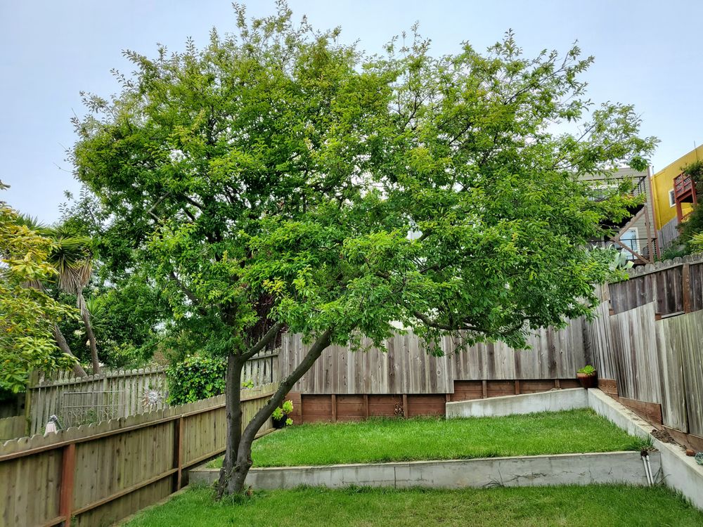 Perfect Tree - tree service in San Francisco, CA