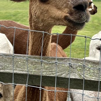 Lazy Acre Alpacas - Tours Near Me - Bloomfield, New York