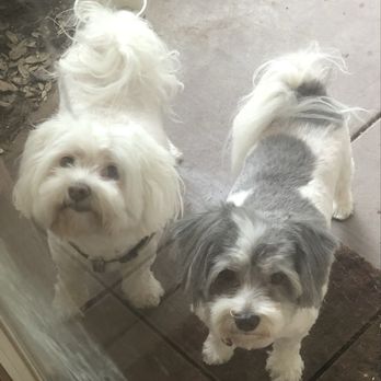 Vanguard Veterinary Clinic - Abby and Snuggles - Veterinarians Near Me - San Antonio, Texas Vanguard Veterinary Clinic - Abby and Snuggles - Veterinarians Near Me - San Antonio, Texas