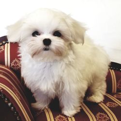 best maltese breeders near me