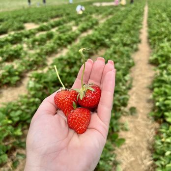 Gallmeyer Farms - Picking strawberries!!! - Farmers Market Near Me - Richmond, Virginia Gallmeyer Farms - Picking strawberries!!! - Farmers Market Near Me - Richmond, Virginia