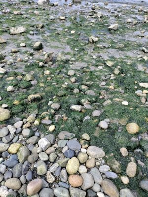 Carkeek Park by null