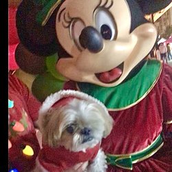 Avalon Aglow - Mocha Coconut met Minnie and Mickey at the Avalon Aglow!