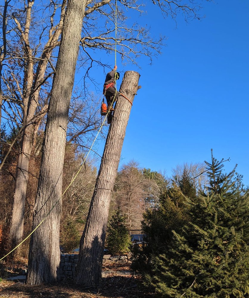 Dave Tree Service - tree service in Pawtucket, RI