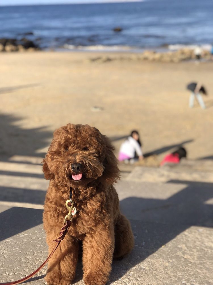 Alta Vista Pet Salon