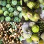 Photo of Vietnamese Fresh Fruits