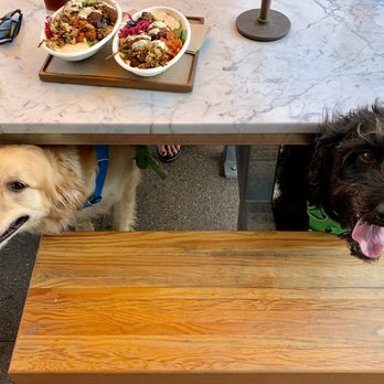 Brassica - Franklin and Finley on the patio wishing they could eat the food on the table - Mediterranean Near Me - Shaker Heights, Ohio Brassica - Franklin and Finley on the patio wishing they could eat the food on the table - Mediterranean Near Me - Shaker Heights, Ohio