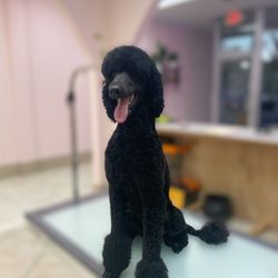 Pets In Style Grooming - AFTER !