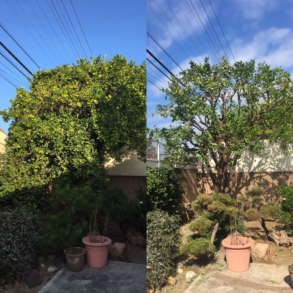 Any Kind Of Tree Service - tree service in Culver City, CA