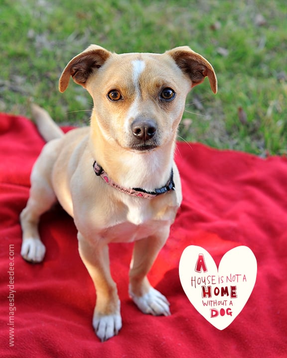 CENTRAL TEXAS SPCA 11 Photos & 15 Reviews 909 S Bagdad Rd, Leander