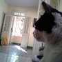 Photo of Clínica Veterinaria de Urgencia