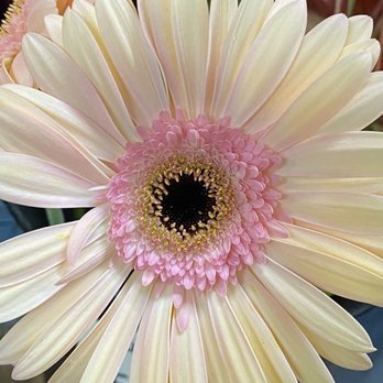 Flowers For You - A Gerber Daisy for my Jedi princess - Florists Near Me - San Diego, California