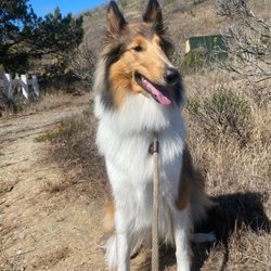 Claws & Paws In The Bay