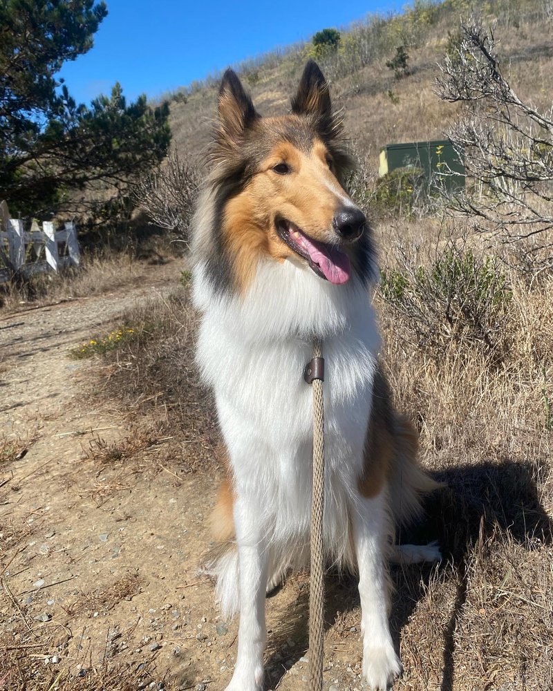 Claws & Paws In The Bay - pet boarding facility in South San Francisco, CA