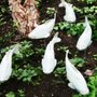 Photo of RP Nurseries