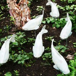 RP Nurseries