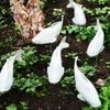 RP Nurseries gift card