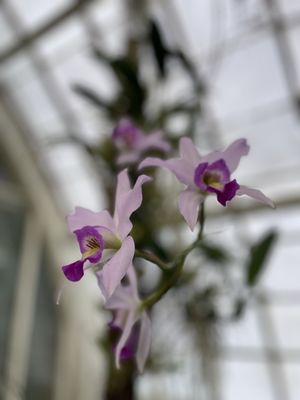 Conservatory of Flowers by null