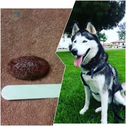 This is my 8 year old husky and her egg sized life threatening bladder stone.