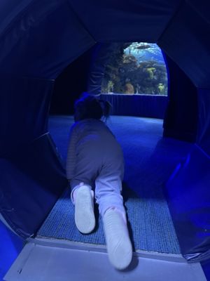 Ripley's Aquarium of Canada by null