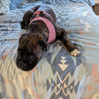 From The Heart Dog Training - Pet Training Near Me - Salinas, California From The Heart Dog Training - Pet Training Near Me - Salinas, California