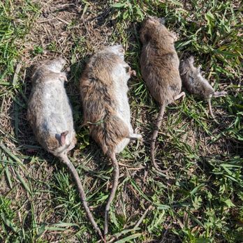 Great North Pest Control - Three rats and a mouse removed from a farm site. - Pest Control Near Me - Grand Forks, North Dakota Great North Pest Control - Three rats and a mouse removed from a farm site. - Pest Control Near Me - Grand Forks, North Dakota