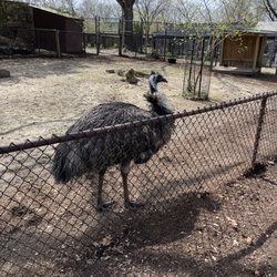 Scovill Children's Zoo - Mel the Emu