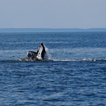 Culinary And City Tours - Go whale and dolphin watching in New York City (yes!) with Culinary and City Tours. - Food Tours Near Me Culinary And City Tours - Go whale and dolphin watching in New York City (yes!) with Culinary and City Tours. - Food Tours Near Me