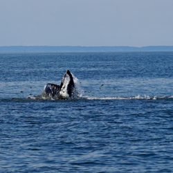 Culinary And City Tours - Go whale and dolphin watching in New York City (yes!) with Culinary and City Tours.